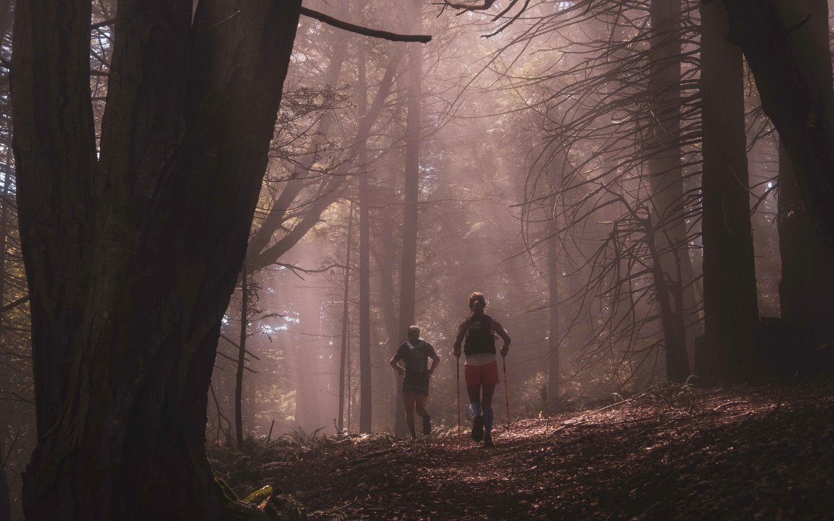 Images shows the misty forests of the Lost Coast.